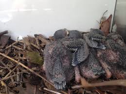 We did not find results for: How To Do A Nest Change For Your Purple Martins Michigan Audubon