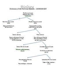Divisions Of Nervous System Graphic Organizer Activity Nervous System Graphic Organizers Nervous