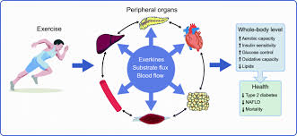 When the muscle contracts, the attachment points are pulled closer together; Exercise And Metabolic Health Beyond Skeletal Muscle Springerlink