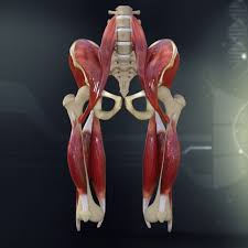 One is to close the pelvic and abdominal cavities and bear the load of the visceral organs; Human Pelvis Muscle Bone Anatomy 3d Model In Anatomy 3dexport