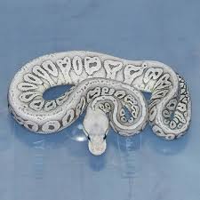 Axanthic Black Pewter Ball Python Pastel Orange Ghost Red Axanthic Ball Python Pet Snake Ball Python Morphs Ball Python