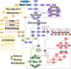 Metabolic Pathways