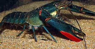 Blue Crayfish1 Png 480 357 Crayfish Aquarium Fish Crawfish