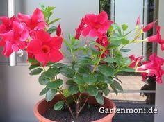 Dipladenia Pflegen Uberwintern Und Vermehren Vegetable Garden Trellis Hanging Garden Indoor Vegetable Gardening