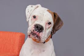 In some cases, dogs suffering from bone cancer will appear tired or have anorexia. Dog Degenerative Myelopathy Spinal Cord Best Friends Animal Society