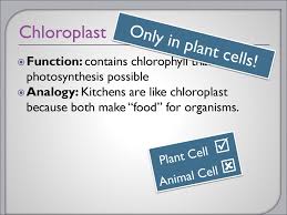 Maybe you would like to learn more about one of these? Cell Organelles 7 12d Differentiate Between Structure And Function In Plant And Animal Cell Organelles Including Cell Membrane Cell Wall Nucleus Cytoplasm Ppt Download