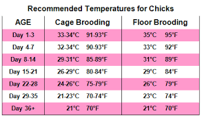 brooding requirements for poultry chicks alternative