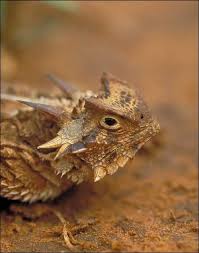 Texas Horned Lizzard Watch Disappearing Childhood Memory Report Your Sightings Here Horned Lizard Lizard Animals