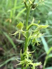 Image result for Habenaria uhehensis