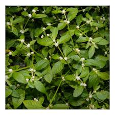 Image result for Alternanthera sessilis