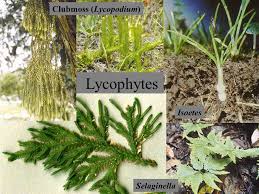 Image result for Selaginella goudotiana