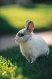 30 000 Baby Rabbit Pictures Download Free Images On Unsplash