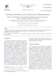 Image result for Ptaeroxylaceae