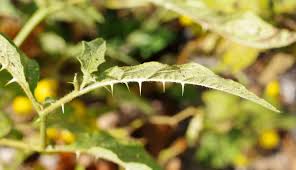 Image result for Solanum tettense