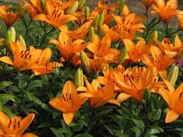 Lily Colors Meaning What Do Lily Colors Mean Lilyflowerstore
