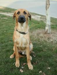 Black And Tan Coonhound German Shepherd Mix German Shepherd Lab Mix Puppies Cute Puppies Shepherd Mix Puppies German Shepherd Lab Mix Lab Mix Puppies