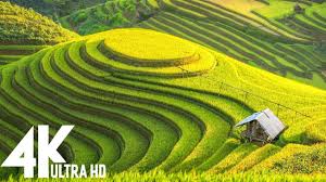 4k Video Ultra Hd Unbelievable Beauty Relaxing Music Along With Be In 2021 Landscape Photography Nature Green Farm Rice Paddy