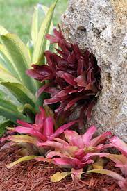 Karaguata Plants