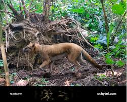 Image result for Leptocarydion