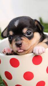 Cute Puppies Iphone 6 Wallpaper Cute Puppy Pictures Cute Puppies Cute Animals