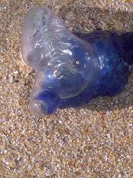 Blue Bottle Blou Blasie Hartenbos South Africa By Caren Boy These Blue Bottles Sting Live In The Sea South Africa Blue Bottle Africa
