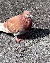 Blanca who fostered my doves was so kind <3. Great Lakes Pigeon Rescue Petspigeon Twitter