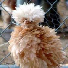 Cat6a is quickly becoming the most cost efficient. Are Cat 6 Cables Backwards Compatible Networking Linus Tech Tips