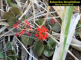 Image result for Kalanchoe blossfeldiana