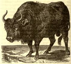 Cave paintings drawn by neanderthals of swirling dots, ladders, animals and hands show our distant cousins were more artistic than first thought they are thought to have hunted on land and done some fishing. Extinct British Wildlife The Wildlife Trusts