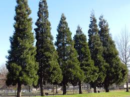 Image result for Calocedrus decurrens