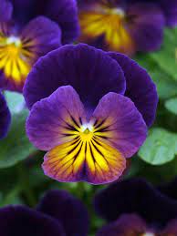 Viola Northern Lights Bluestone Perennials Flowers Perennials Pansies Flowers Shade Plants