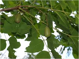 Image result for Schrebera