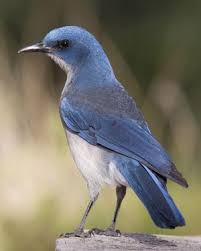 Birds Of West Texas Photos Pin On Birds At My House