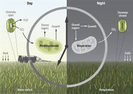 Maybe you would like to learn more about one of these? Chronoculture Harnessing The Circadian Clock To Improve Crop Yield And Sustainability Science