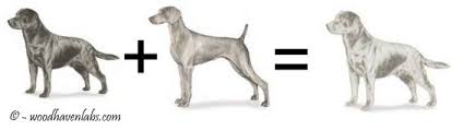 In fact, they're not only the most popular breed in the united states (according to the american kennel club), a large. The Truth Behind Silver Labradors