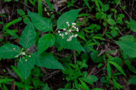 Image result for Asclepias graminifolia