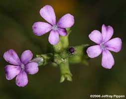 Image result for Buchnera