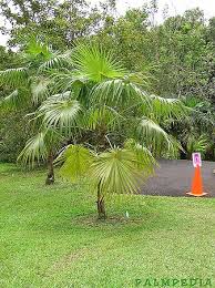 Image result for Coccothrinax