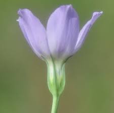 Image result for eustoma maurine