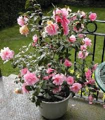 Pin By Rowena Murillo On Living The Life Camellia Plant Plants House Plants