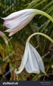 Image result for Crinum jagus