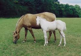 Maybe you would like to learn more about one of these? Breeding Palomino Horses