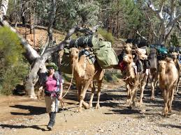 (you can assume that the short list is already. Trekking With Camels In South Australia Arpa Bushwalkers