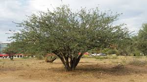 Image result for Albizia anthelmintica