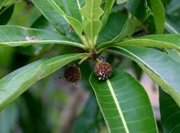 Image result for Breonadia