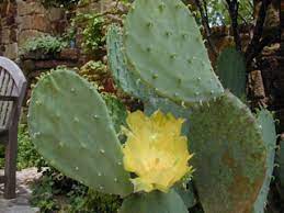 Spineless prickly pear cactus flower. Opuntia Ellisiana Spineless Prickly Pear Native Plants Of North America