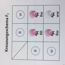 Search for آخرین مدل آیفون. Mendel S Kreuzungsschema Schule Tiere Biologie