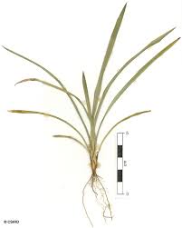 Image result for Hypolytrum