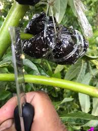 This means it can fruit quickly, much like a grafted tree. Air Layering Or Marcotting A Tutorial General Fruit Growing Growing Fruit