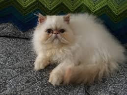 Maybe you would like to learn more about one of these? Himalayan Persian Cats For Sale Fleetwood Pa 316588